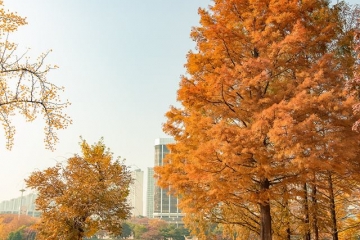 Những điểm đến tuyệt đẹp tại Hàn Quốc vào mùa thu